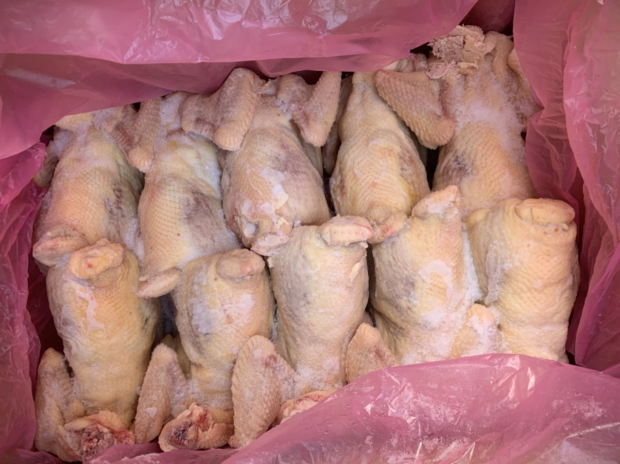 ga nguyen con singgreen gia si