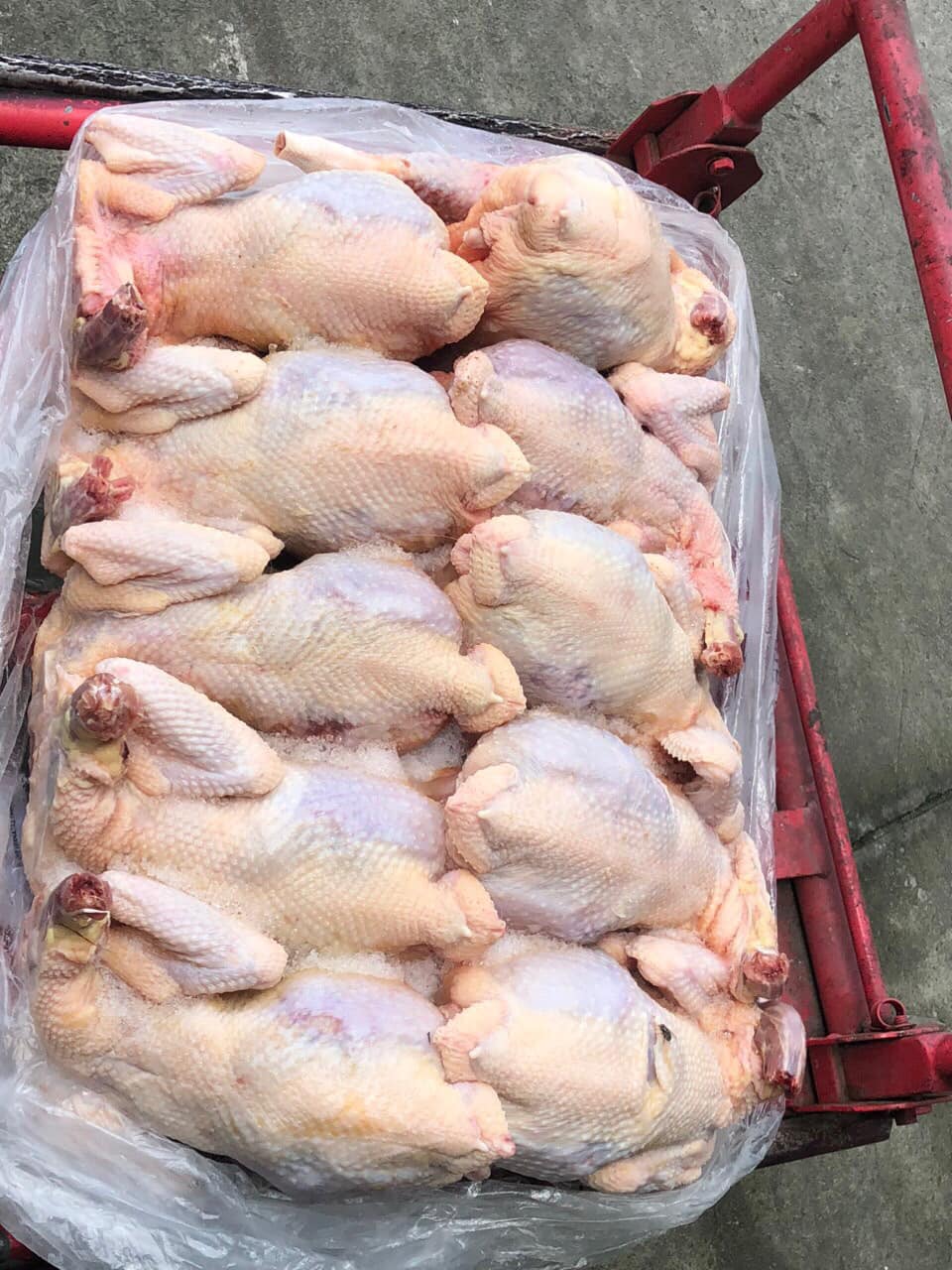 ga nguyen con han ryeo han quoc