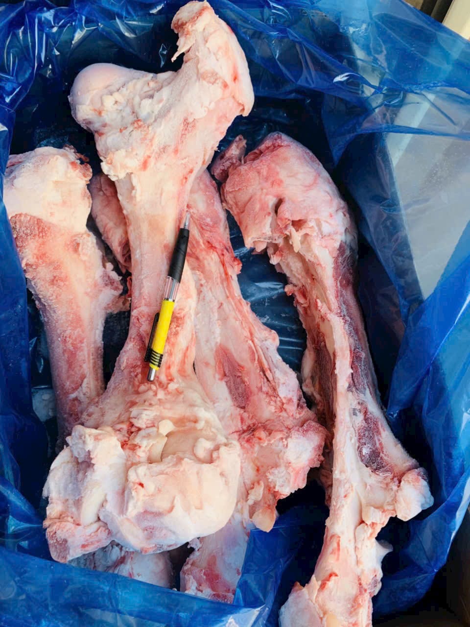 xuong ong bo dong lanh uc