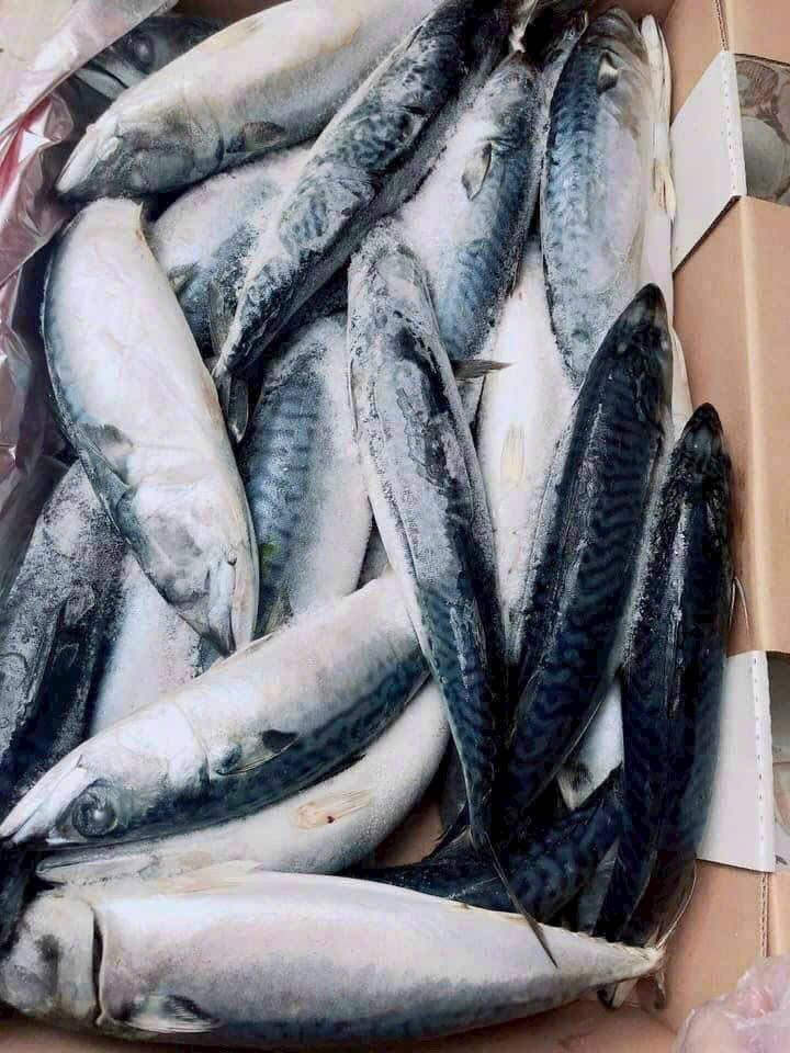 Cá nục đông lạnh size 150-200g giá sỉ