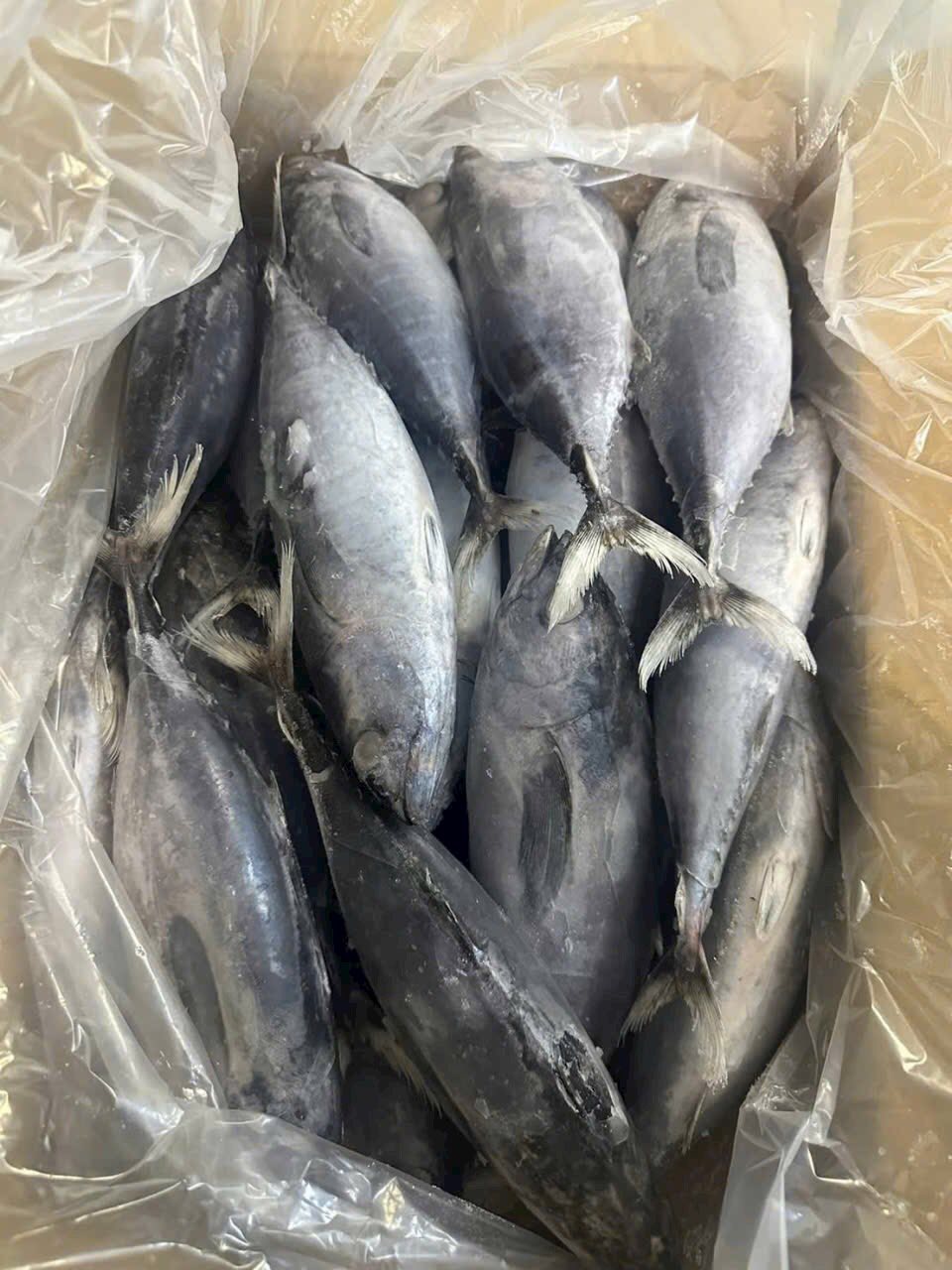 Cá ngừ bò đông lạnh size 300-500g