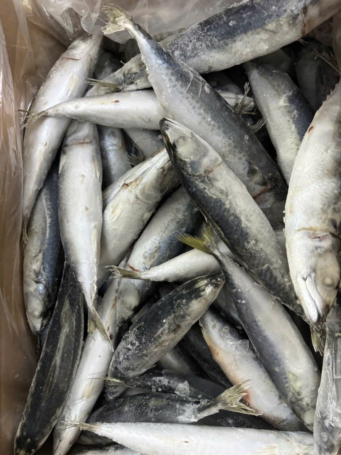 Cá sapa đông lạnh size 300-500g