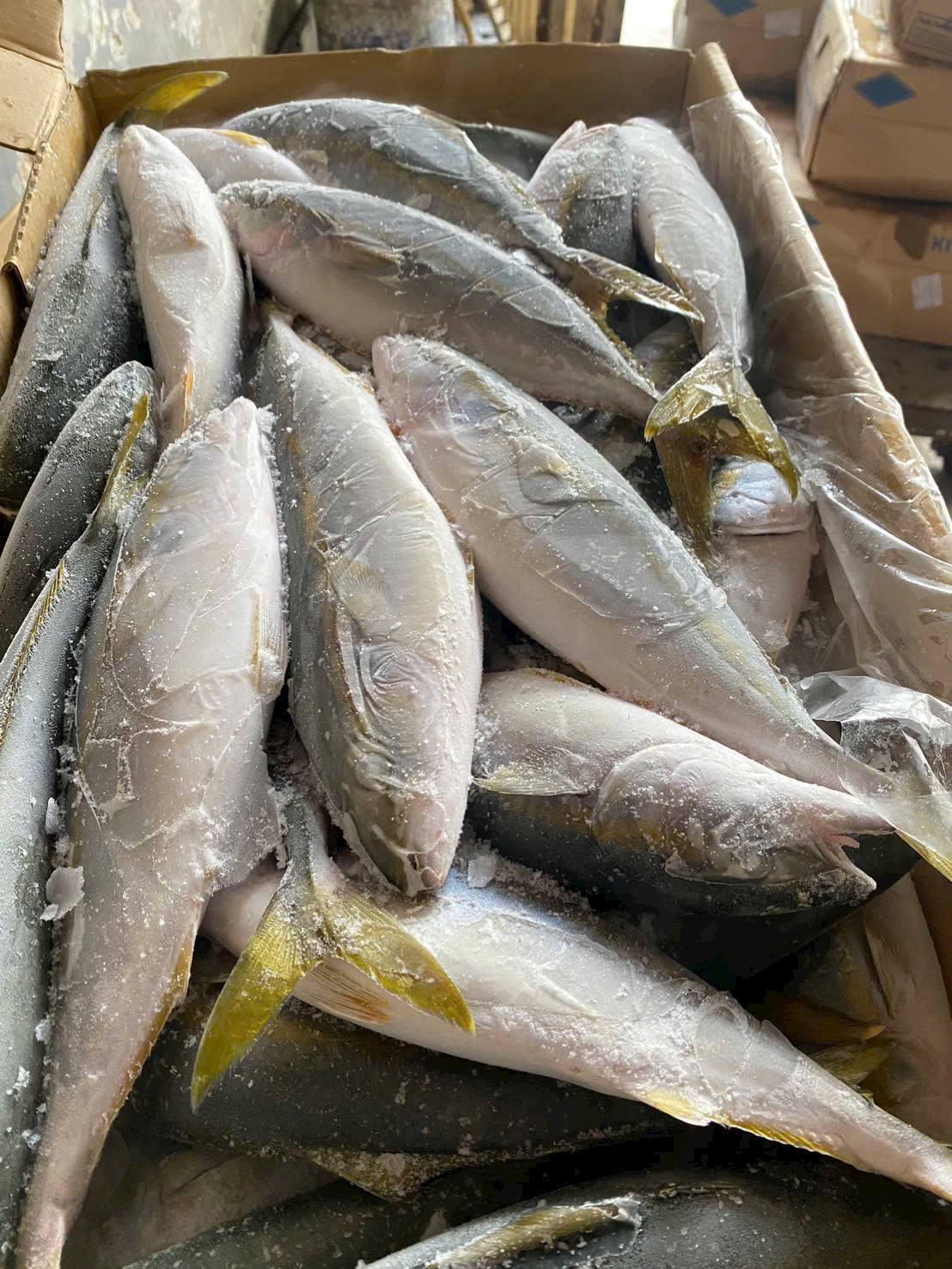 Cá cam đông lạnh nguyên con size 800g-1.3kg