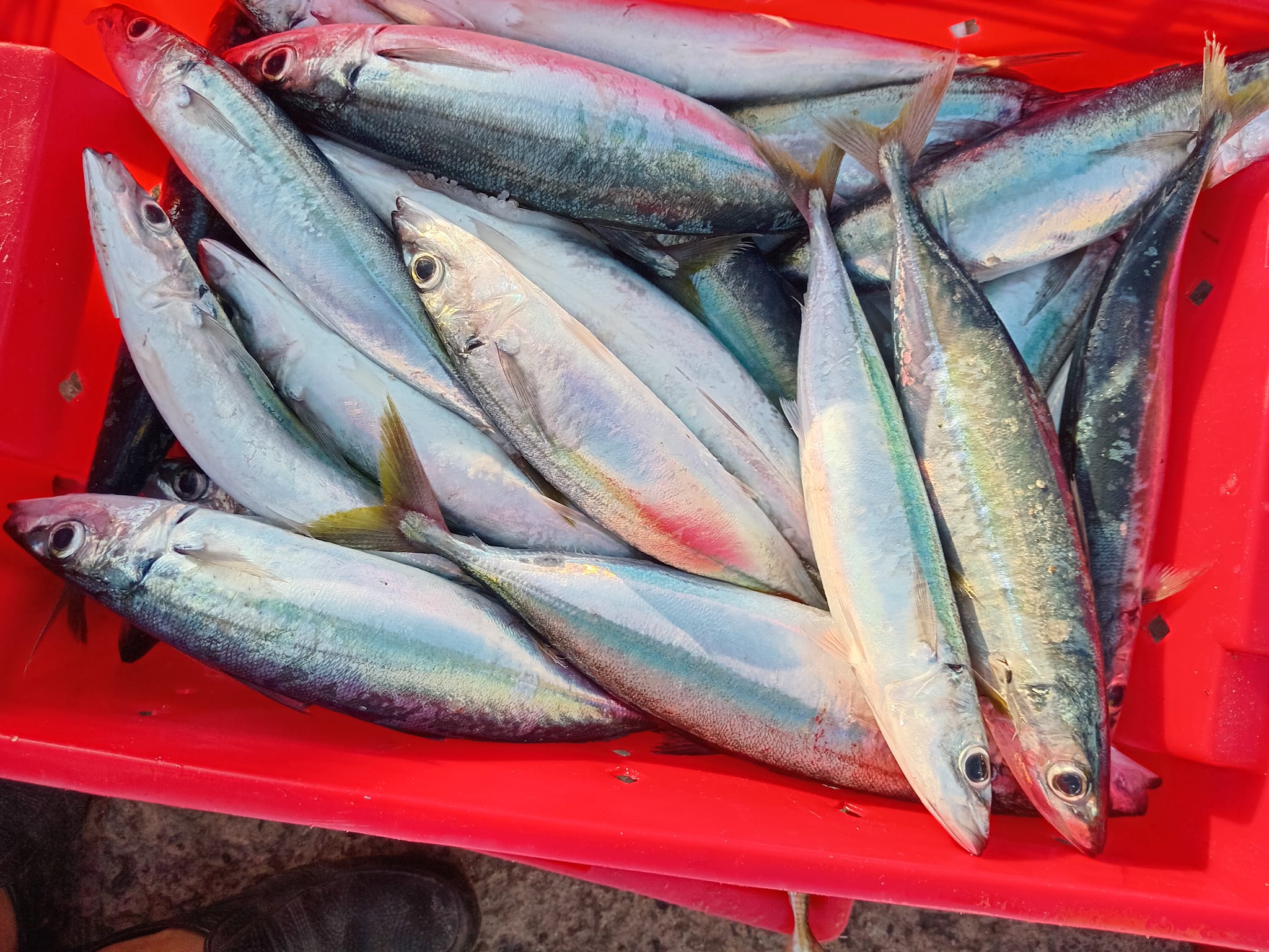 hải sản tươi sống TP.HCM