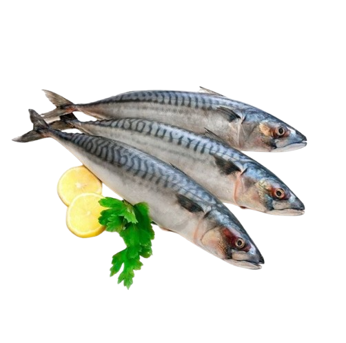 Địa chỉ bán sỉ cá nục đông lạnh