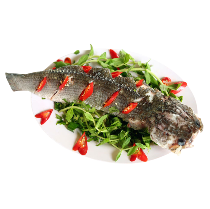 Vựa Cá Lóc Tươi Sống Giá Sỉ